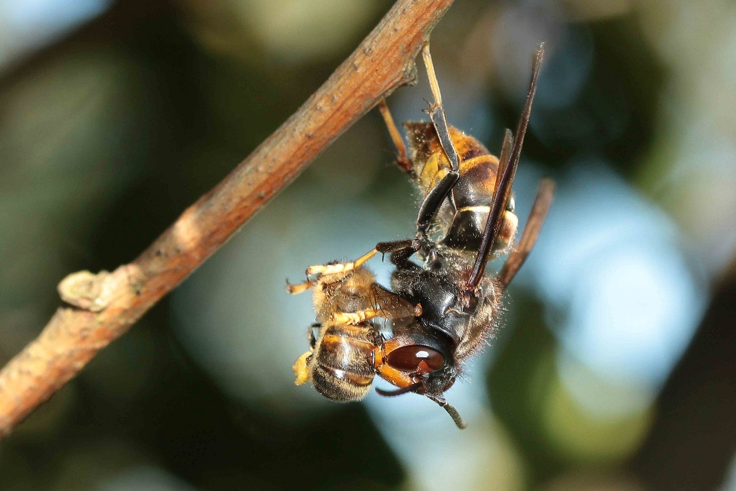 Face à l’invasion meurtrière du frelon asiatique, nos abeilles