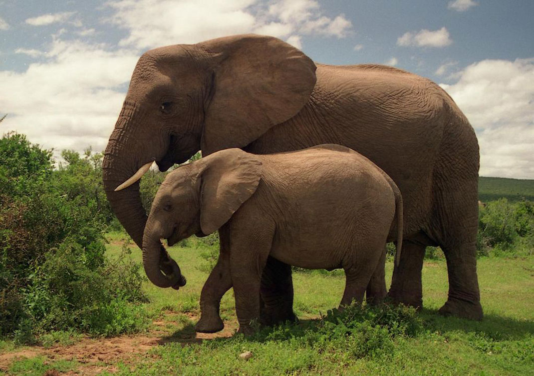 Deux-éléphants-11