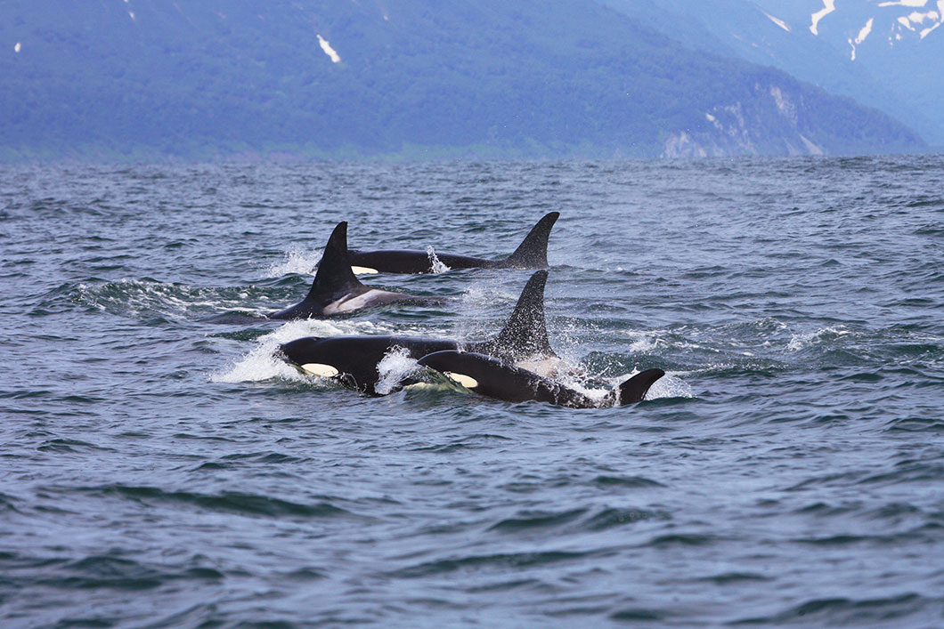 Un groupe d'orques via Deposit Files