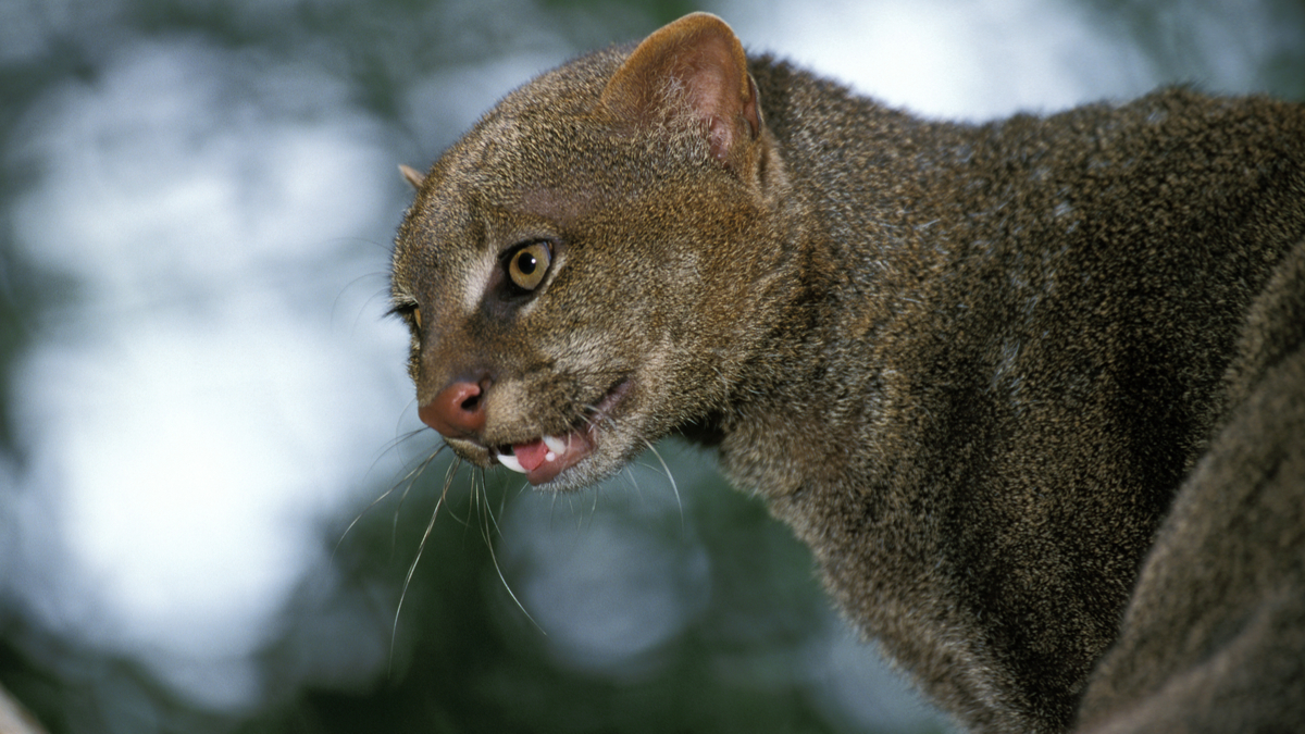 10 félins fascinants dont vous ignorez probablement l existence