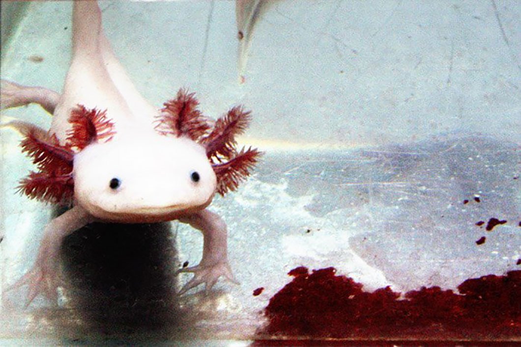 Usbek & Rica - Au Mexique, l'axolotl peine à garder la tête hors de l'eau