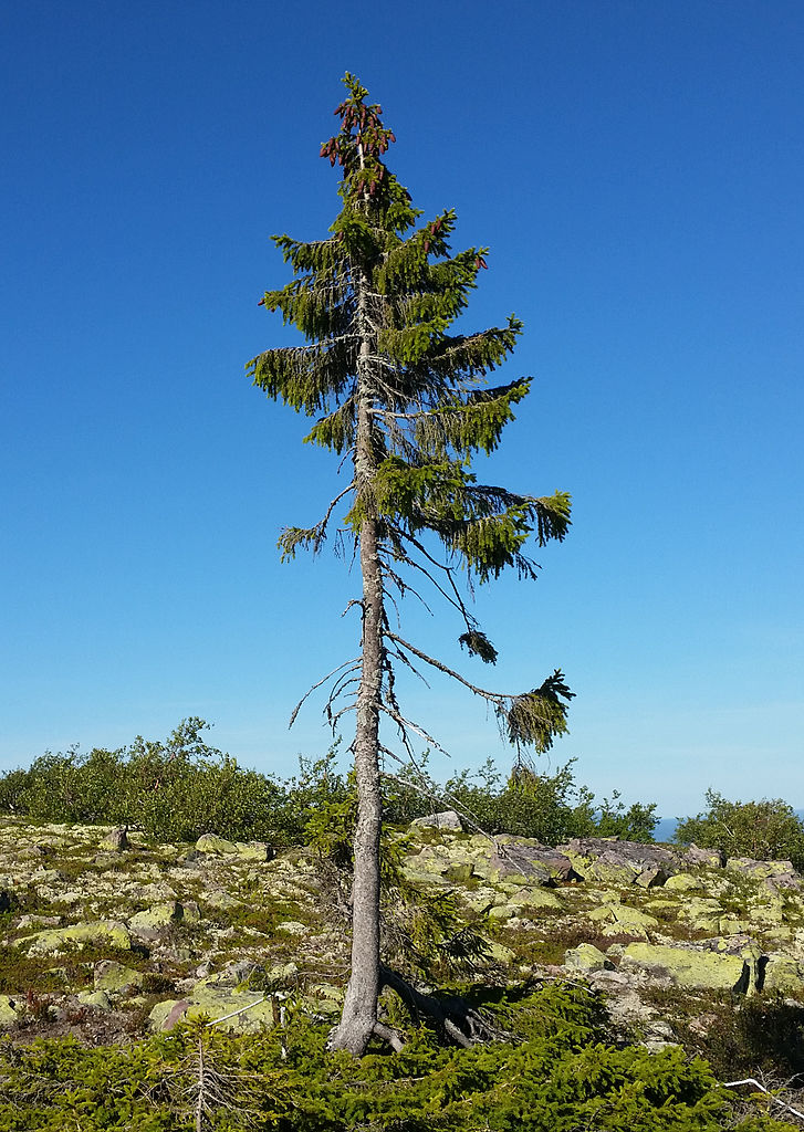1-old-tjikko-arbre