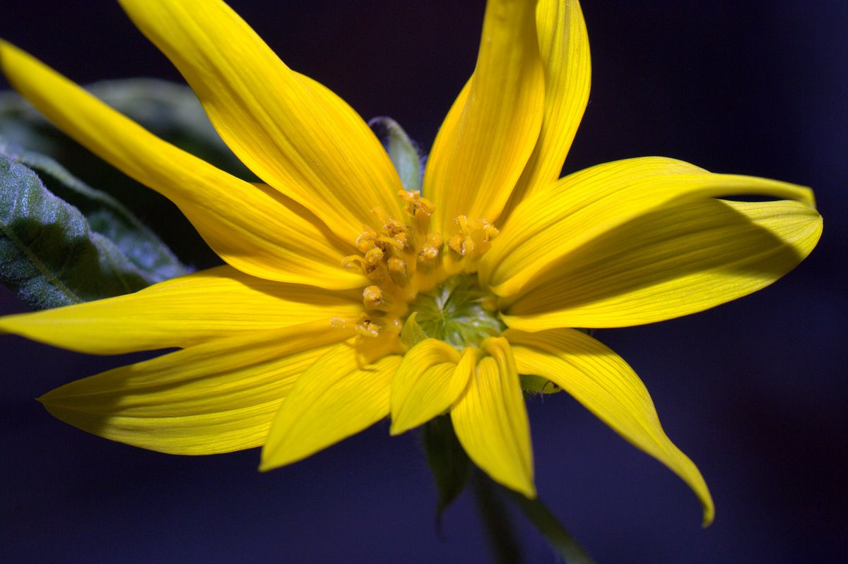 1035037main_June-3-sunflower-blooms