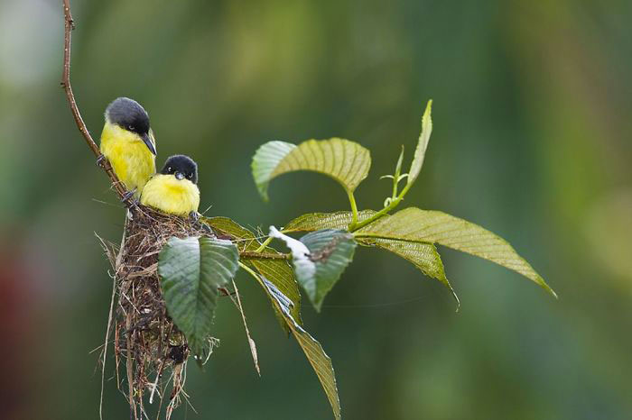 33-oiseaux-bebes