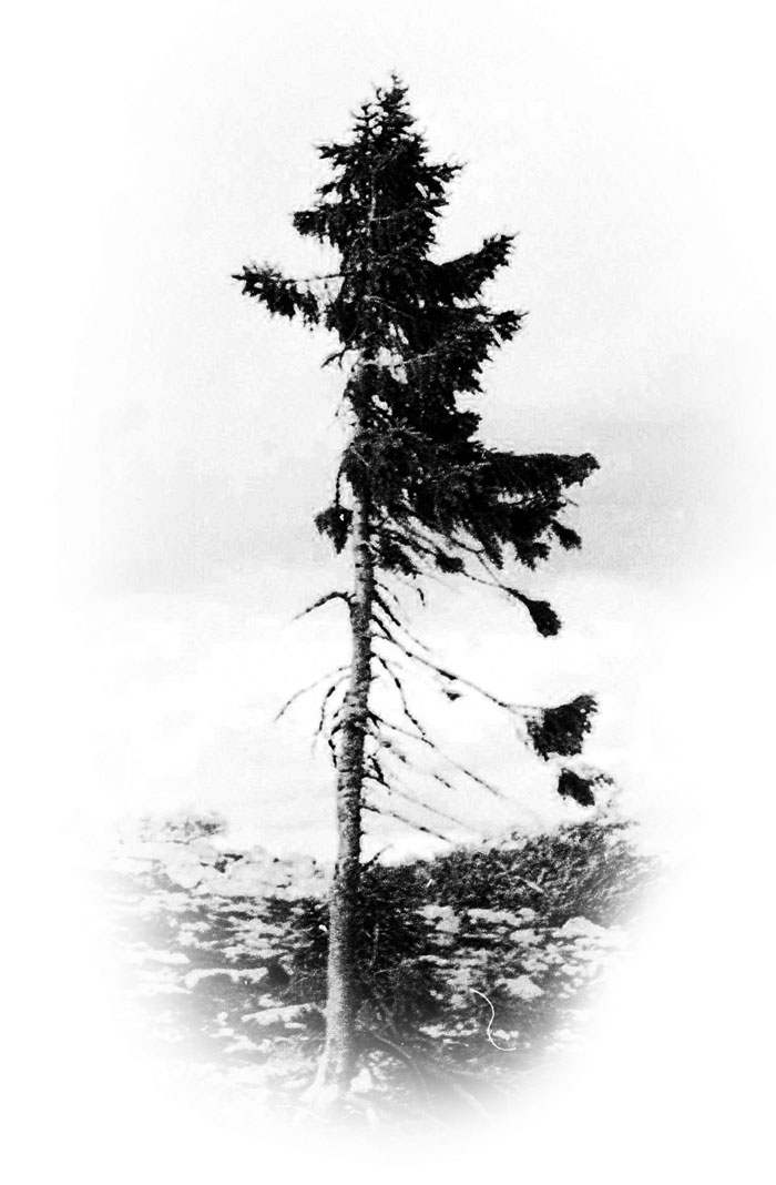 6-old-tjikko-arbre