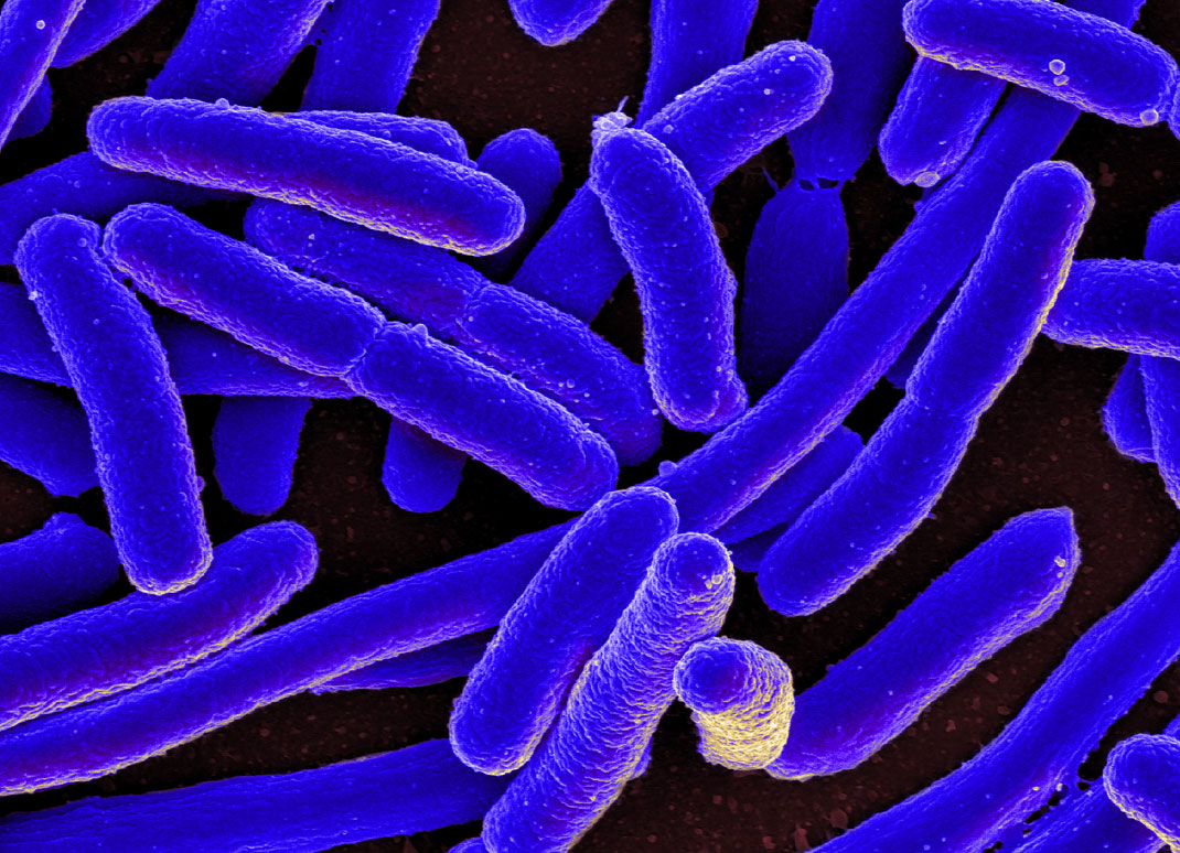 E.-coli-bacterie