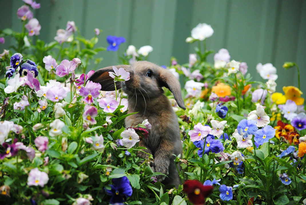 https://dailygeekshow.com/wp-content/uploads/2016/01/animal-sent-fleur-lapin.jpg