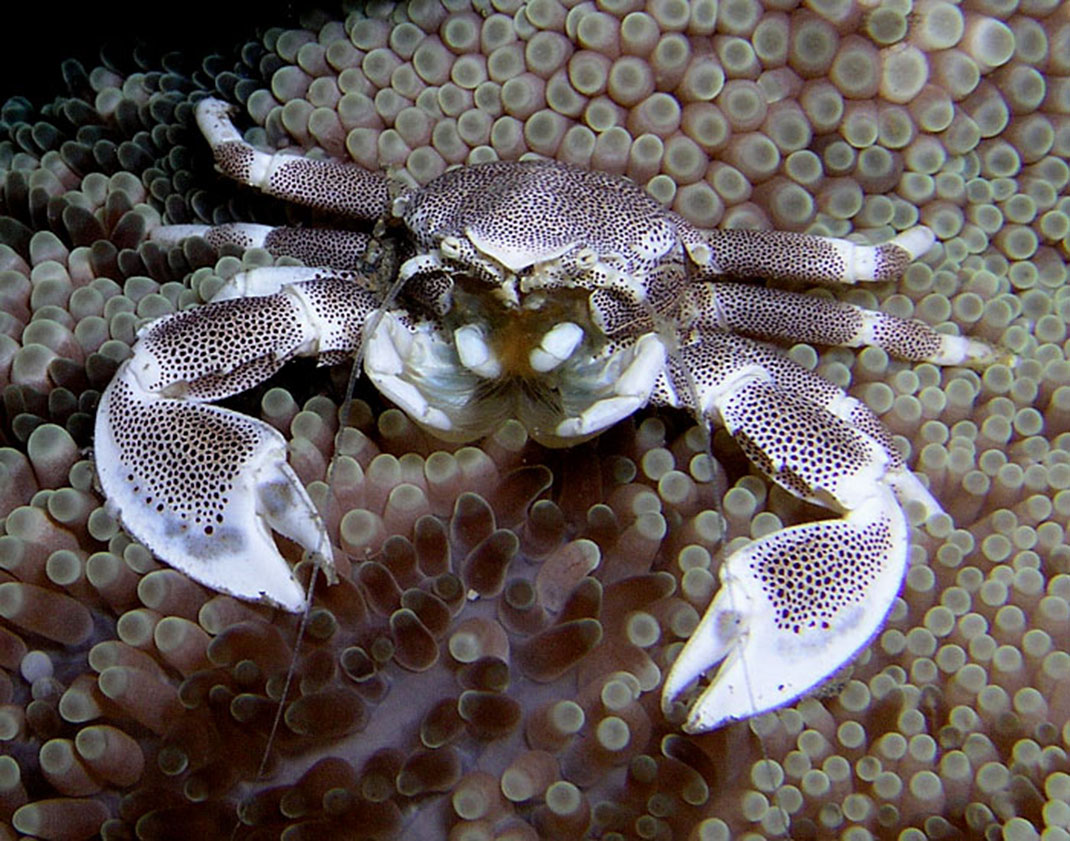 crabe-porcelaine