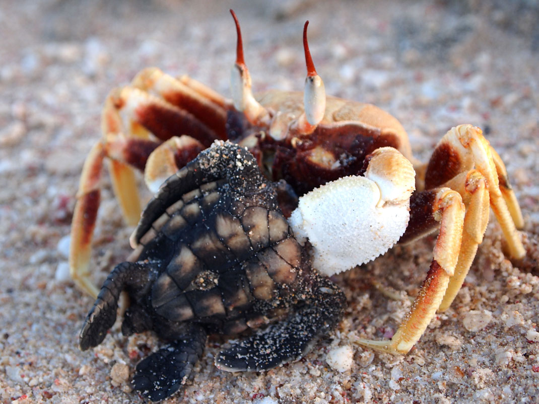 crabe-tortue