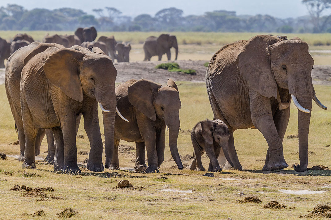 elephants-afrique
