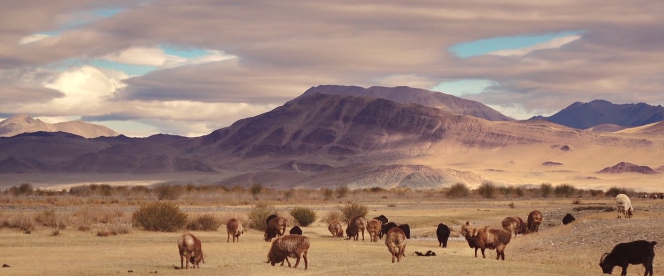 steppe-mongolie-nomades