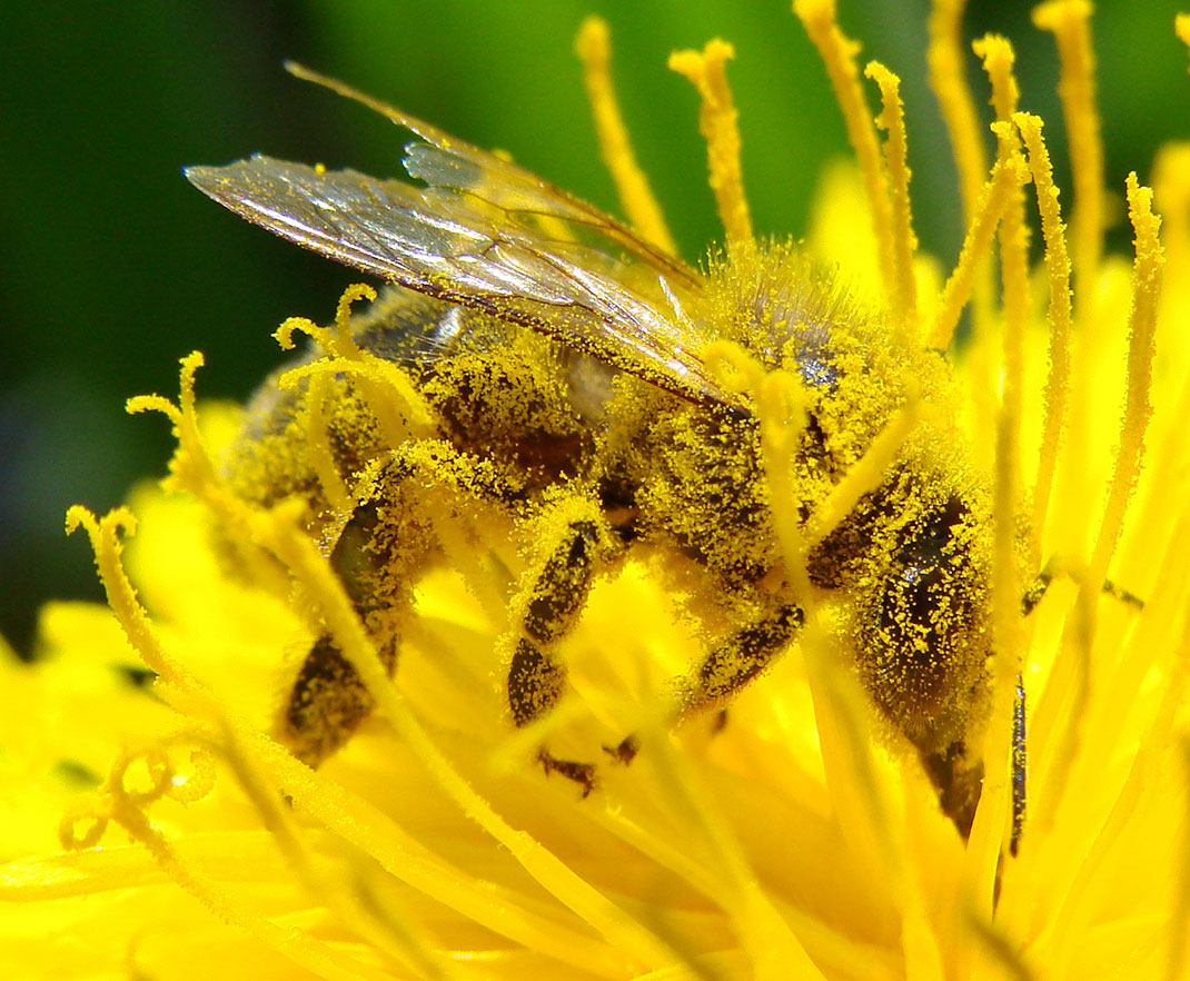 12-abeille-pollinisation