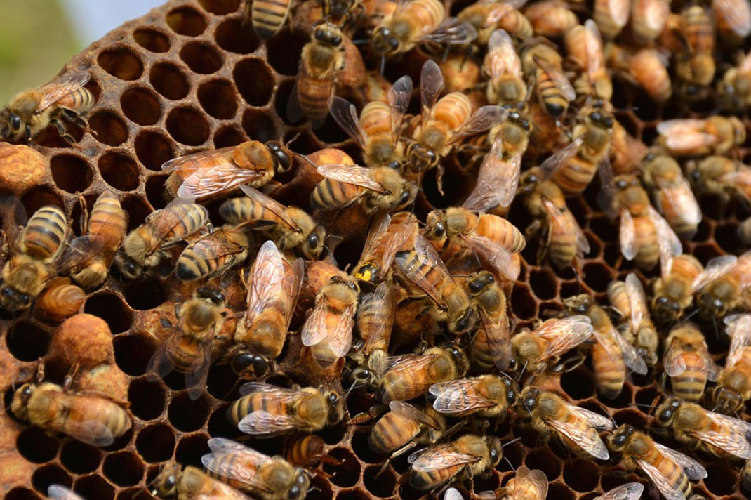 8-abeilles-ruche