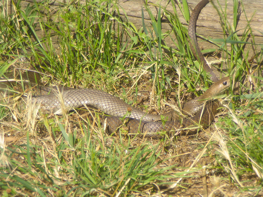 Serpent-brun-2