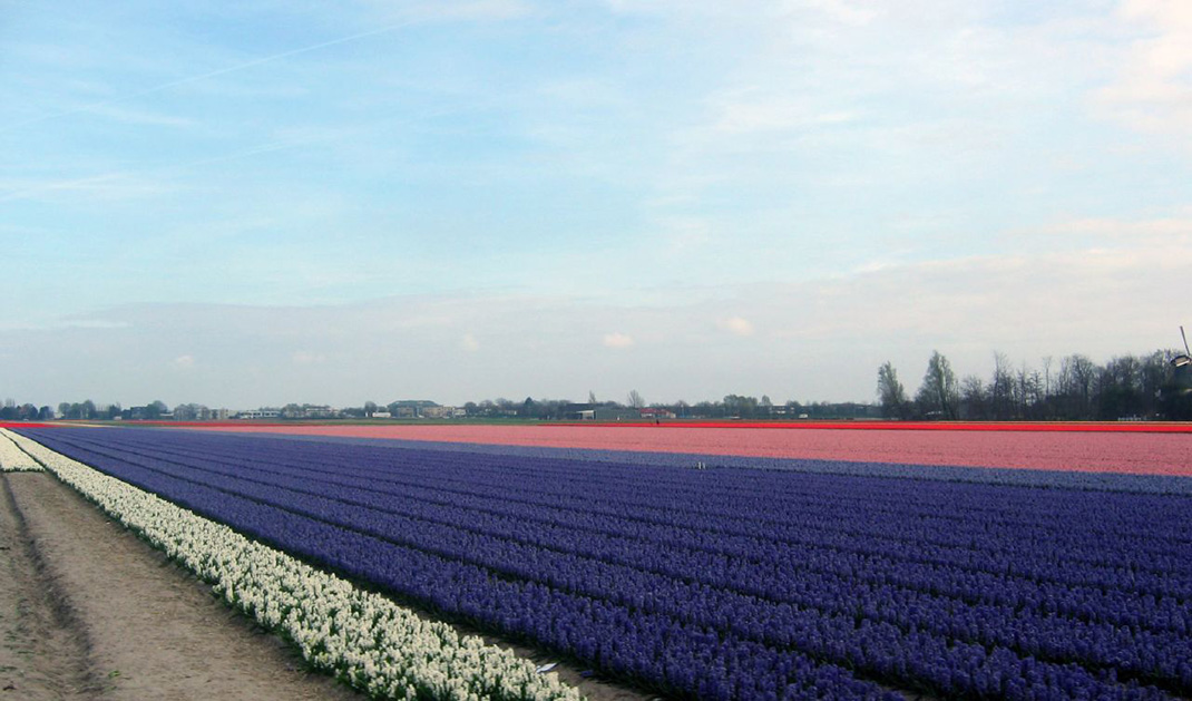 Tulipes-hollande-11