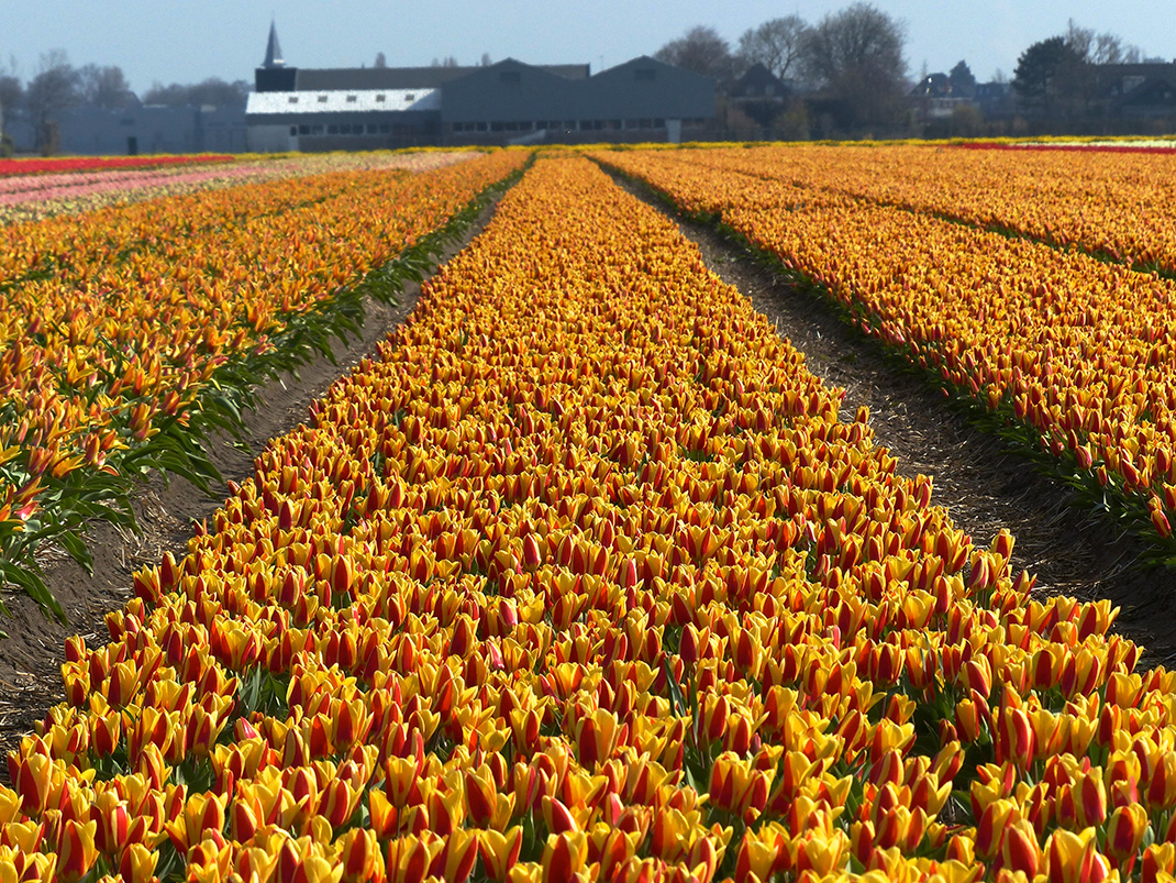Tulipes-hollande-8