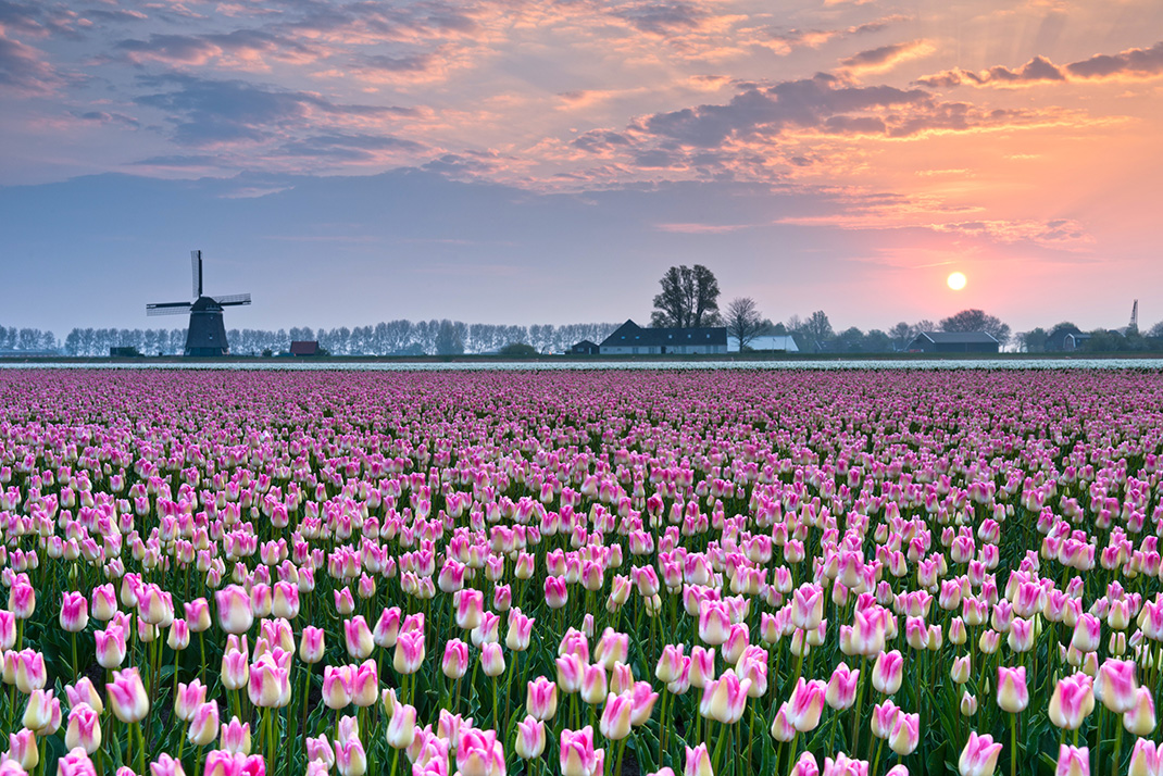Tulipes-hollande-shutterstock-1