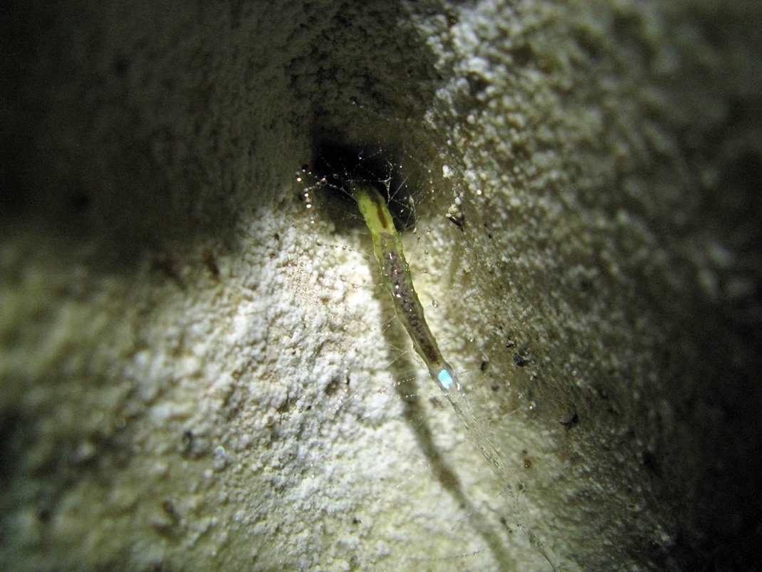Waitomo Glowworm grotte-11