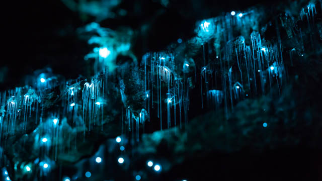 Waitomo Glowworm grotte-6