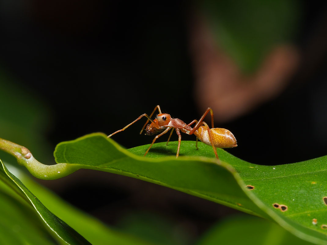 araignee-fourmis