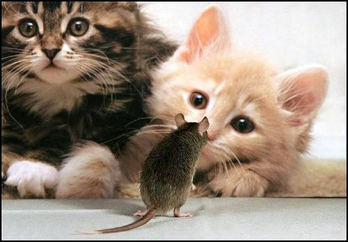 Des chatons et un rat