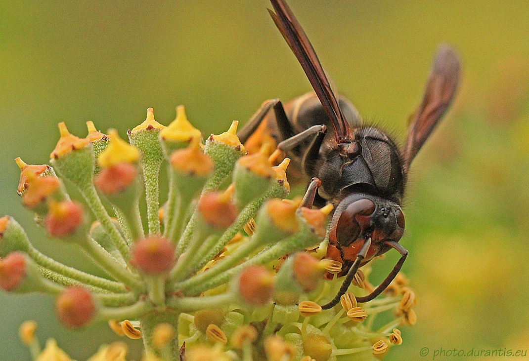 frelon-asiatique-et-abeille-capturee (2)
