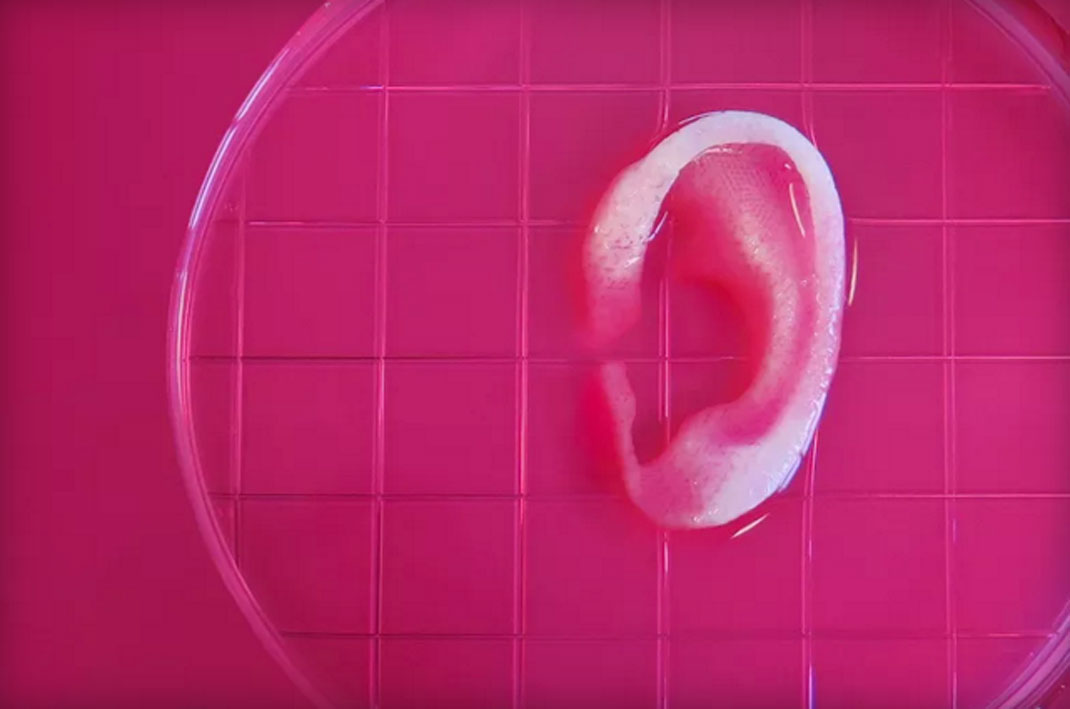 organe-oreille-3D