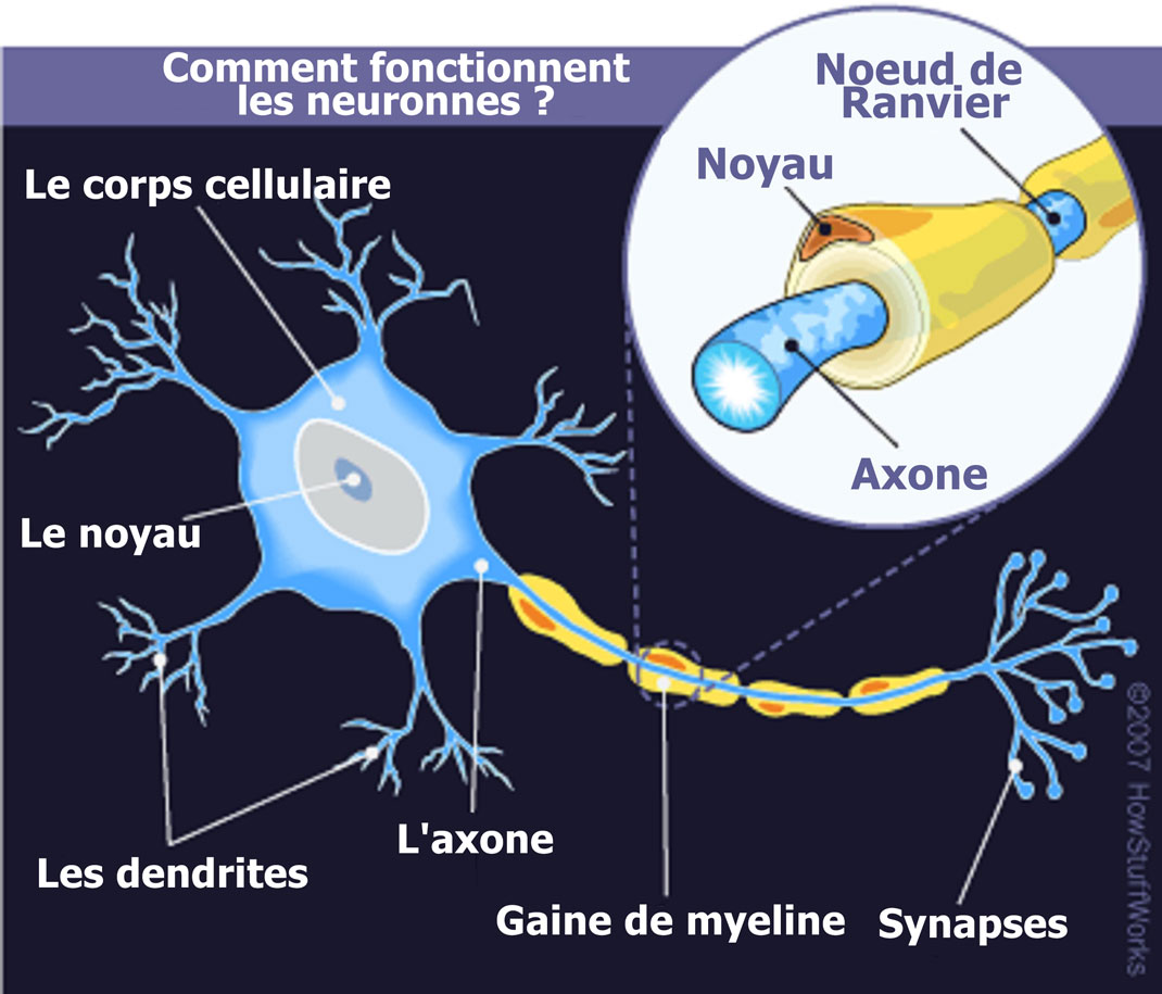 schema-neuronnes
