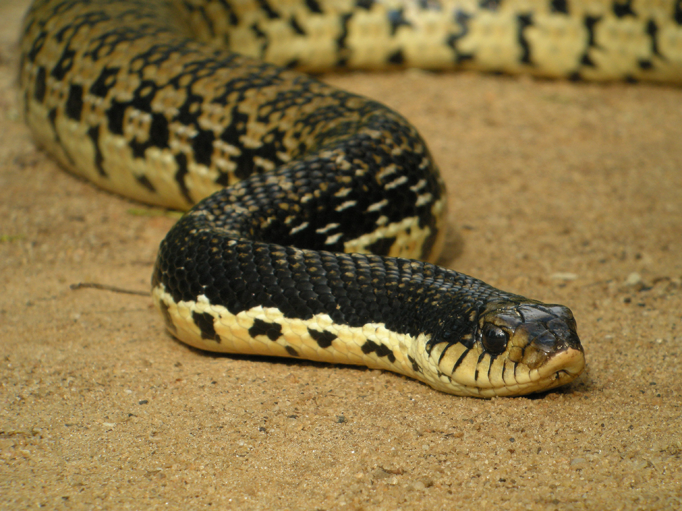 serpent-sable