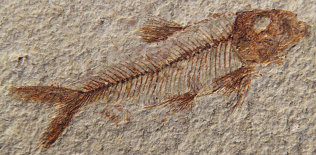 fossile-poisson-roche
