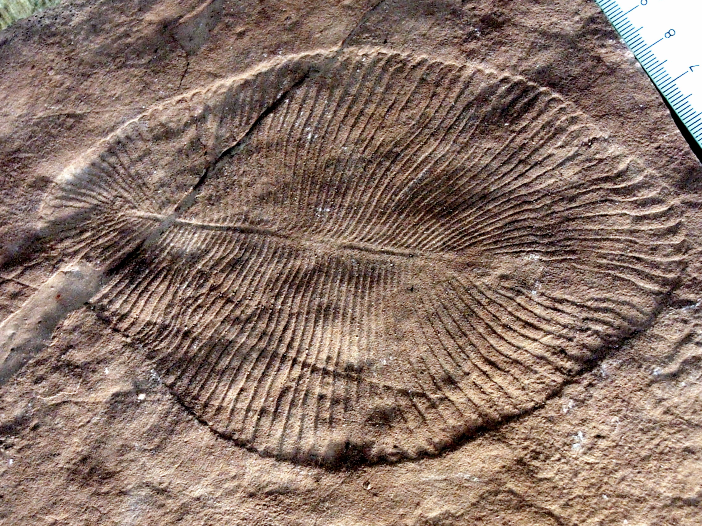 DickinsoniaCostata-fossile