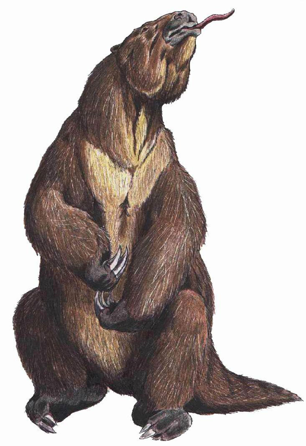 Megatherum-paresseux