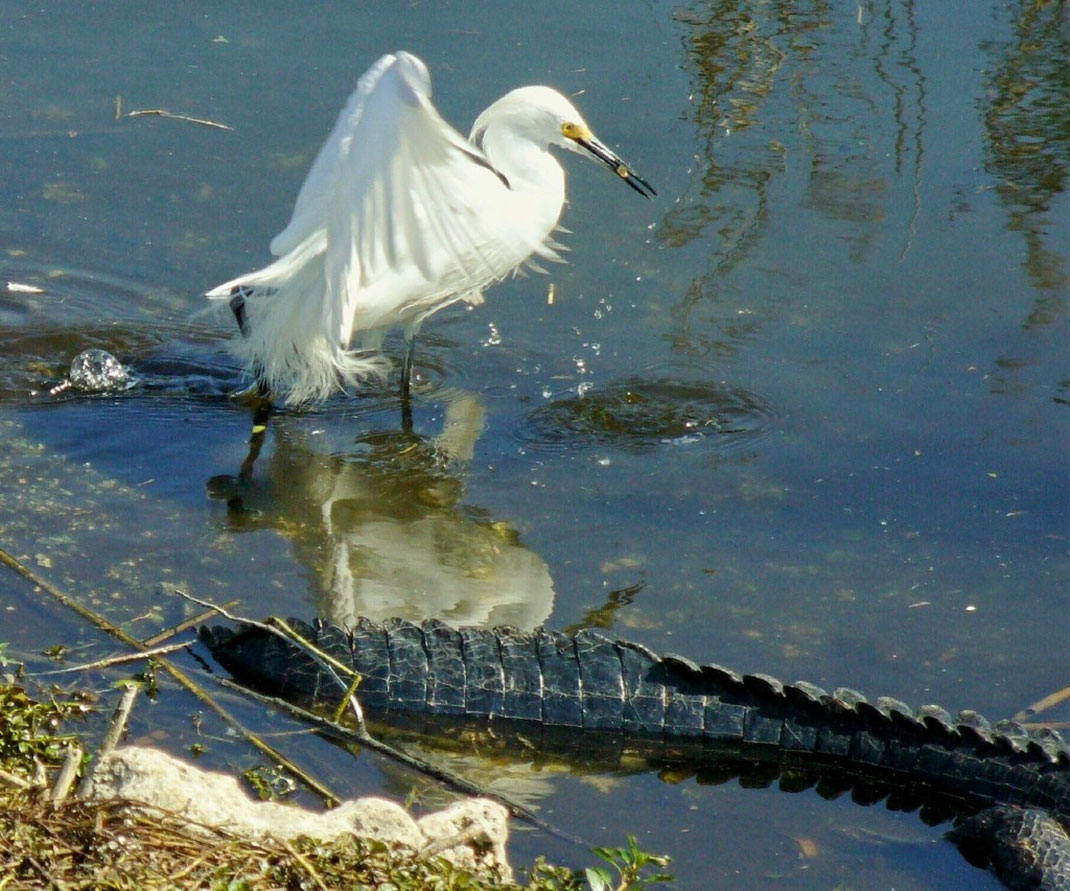 aigrette-blanc-alligator-8