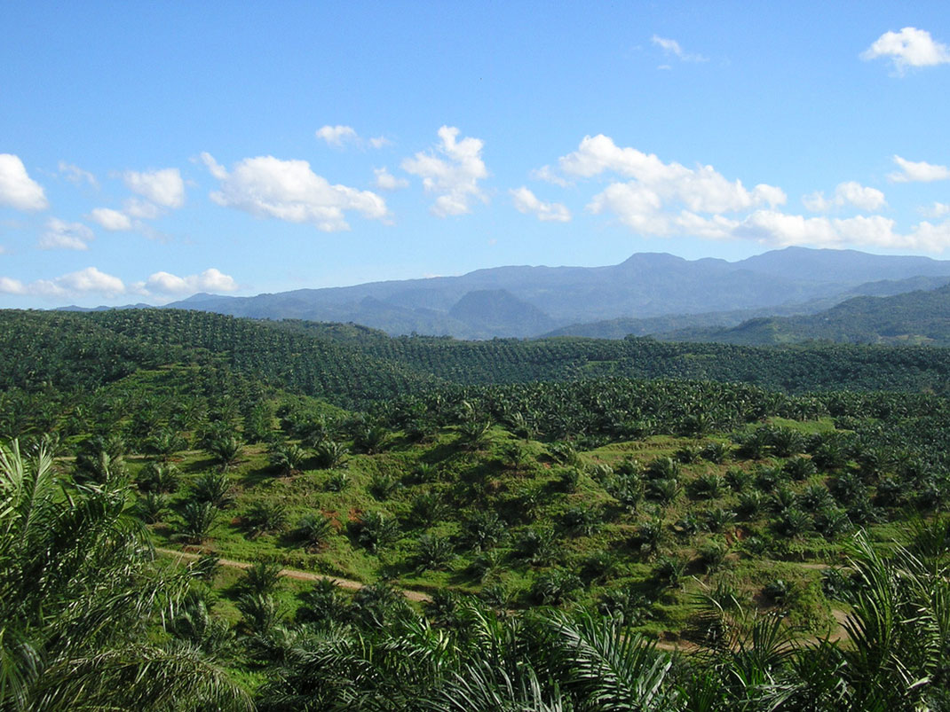 deforestation-palmiers
