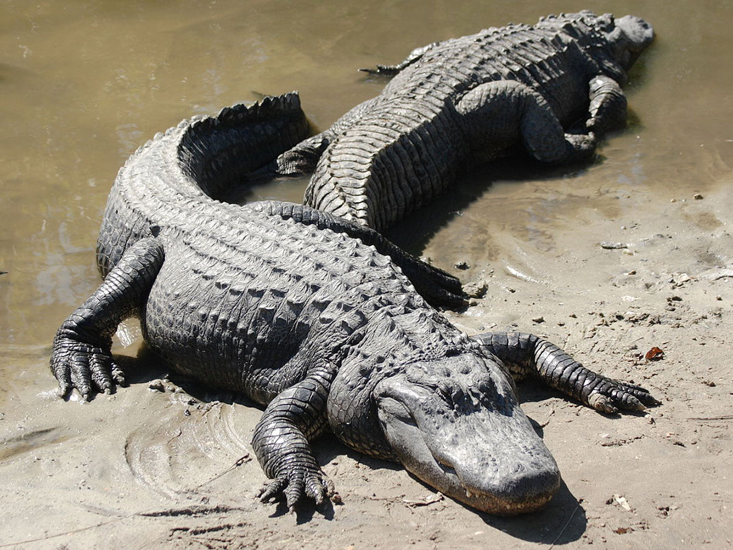 deux_alligators_4