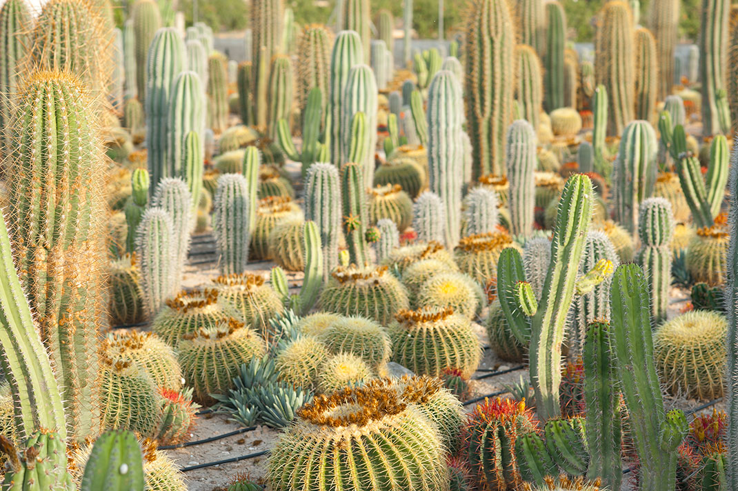 differents-cactus