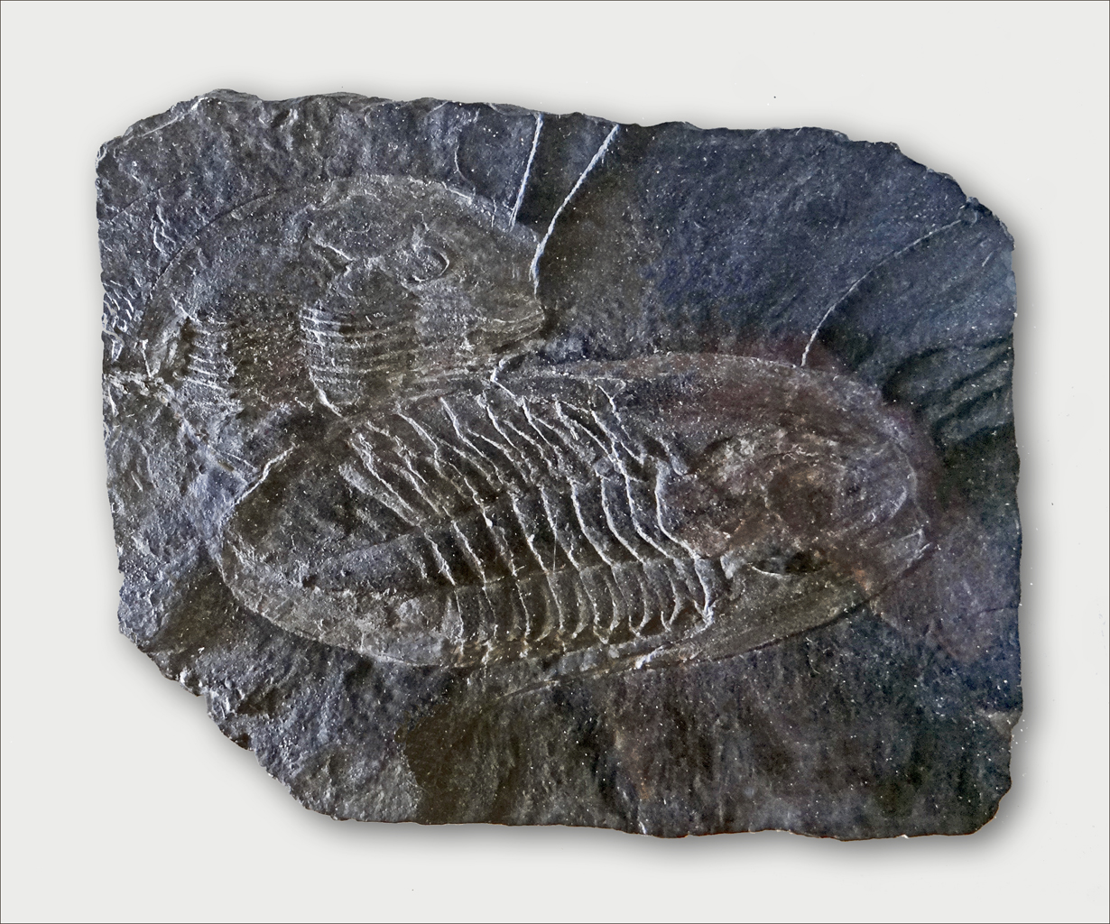 fossile-roche