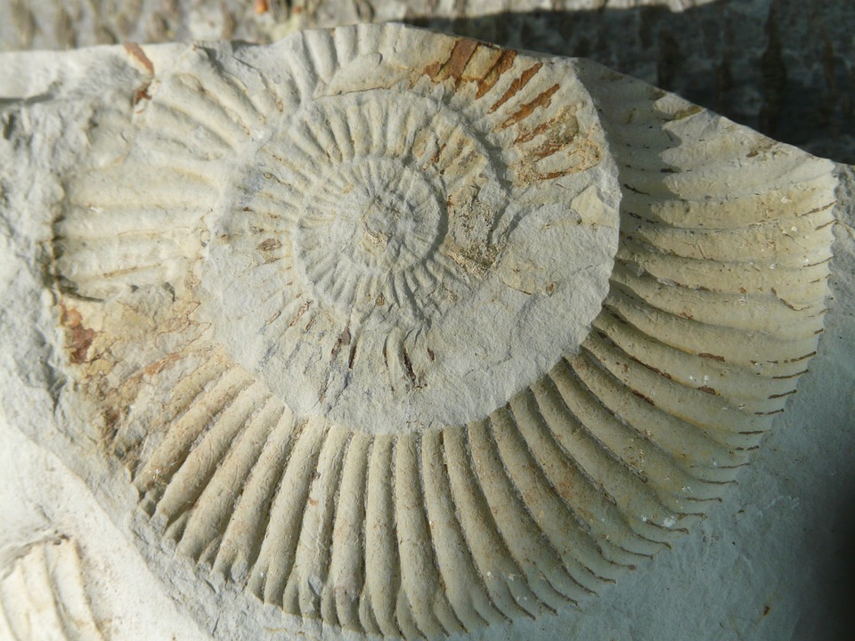 fossils-pierre