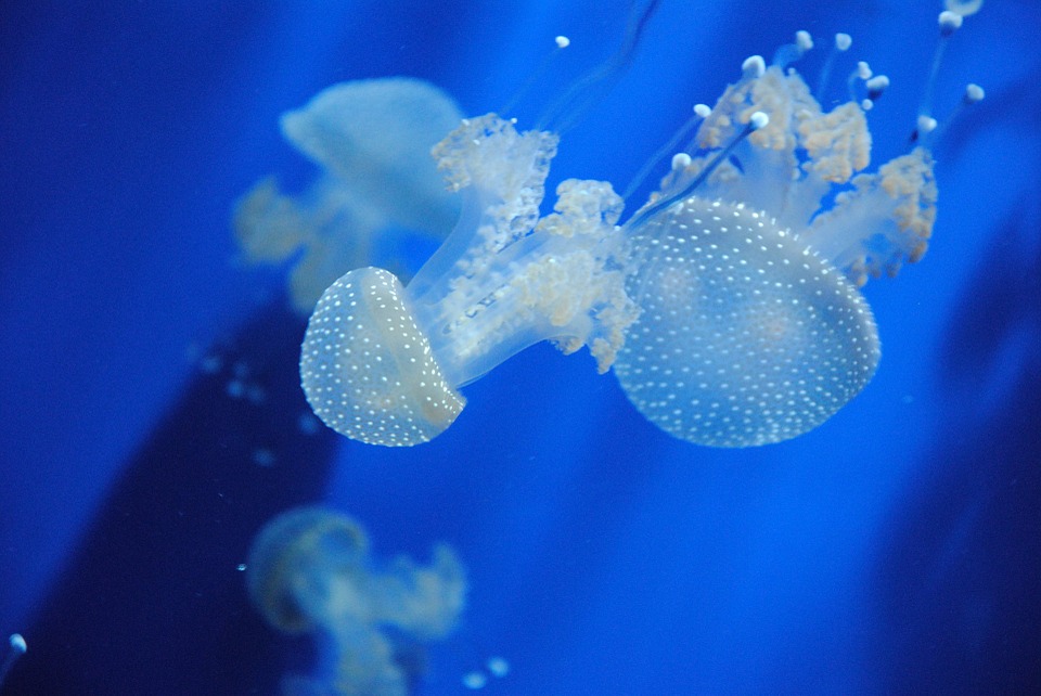 jellyfish-mer
