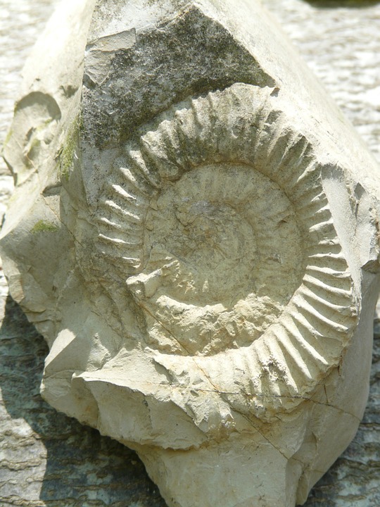 petrification-fossile
