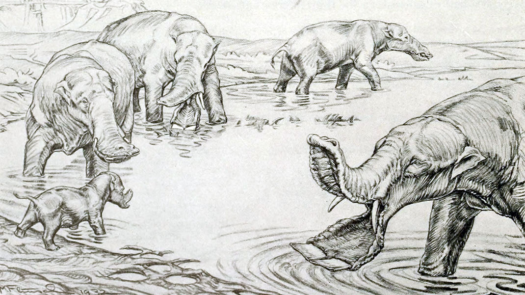 platybelodon-elephant