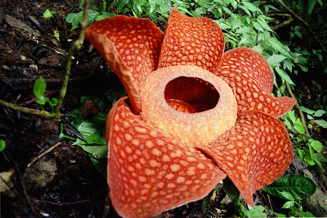 rafflesia-fleur