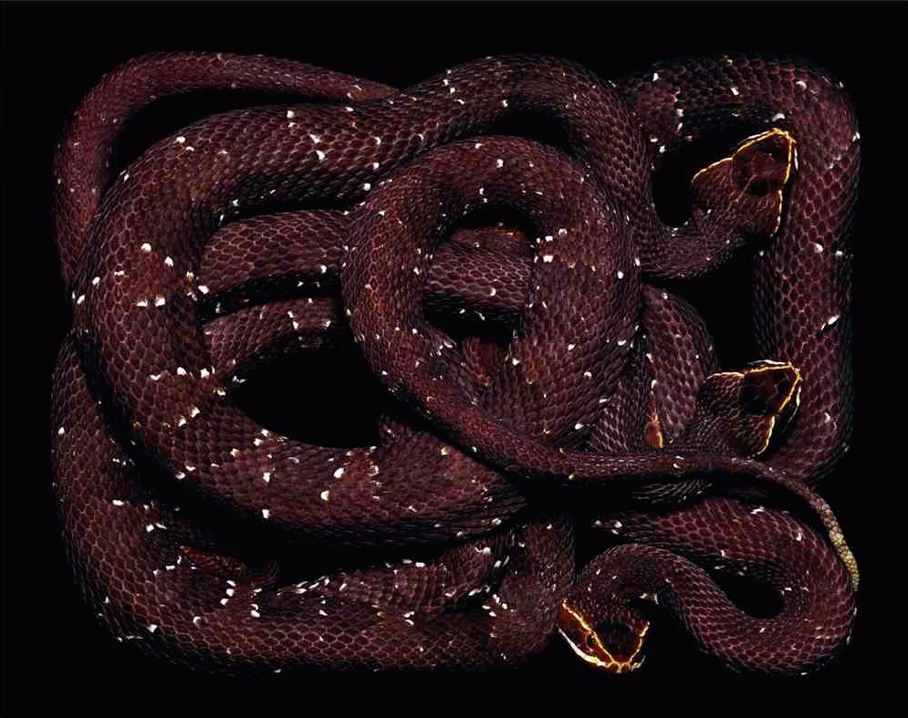 serpent-1