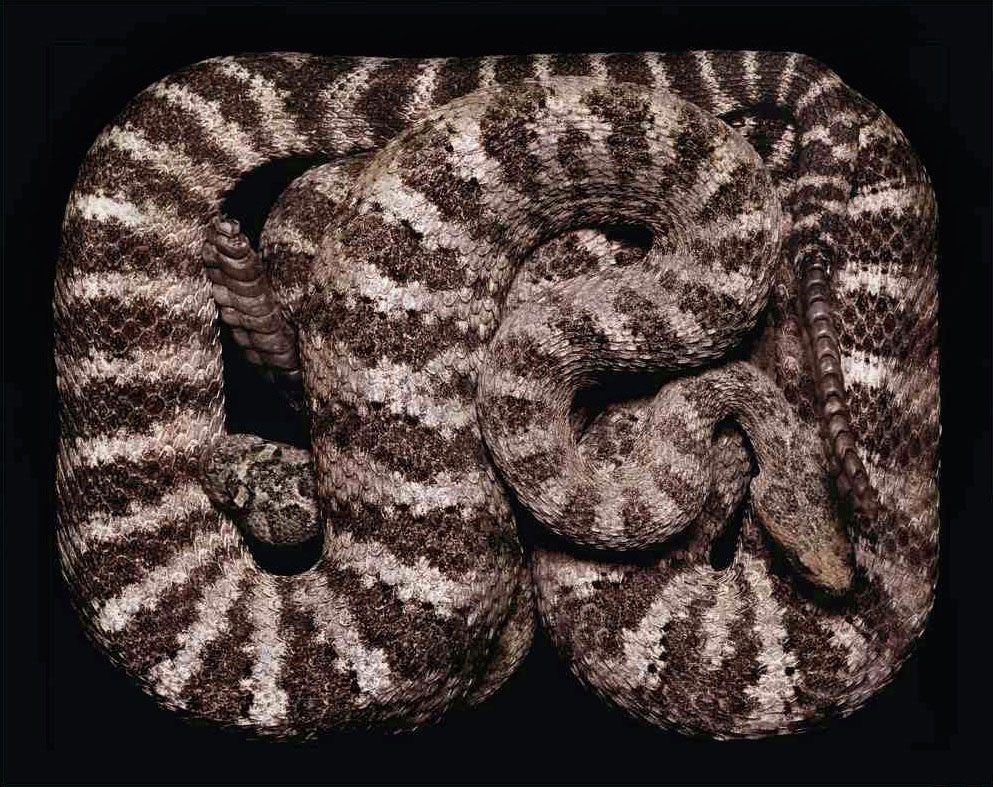 serpent-11