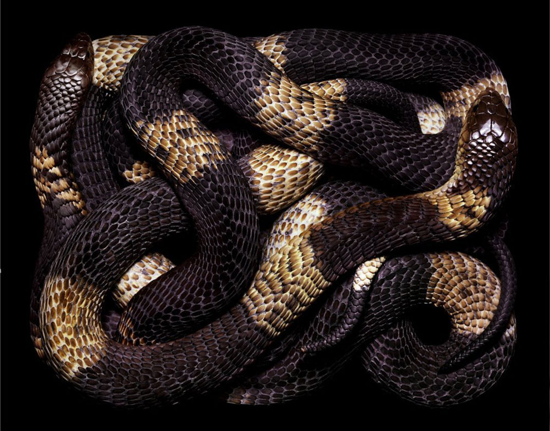 serpent-12