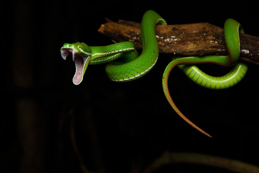 serpent-16