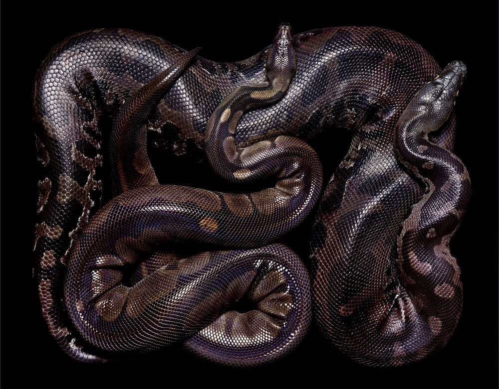 serpent-7
