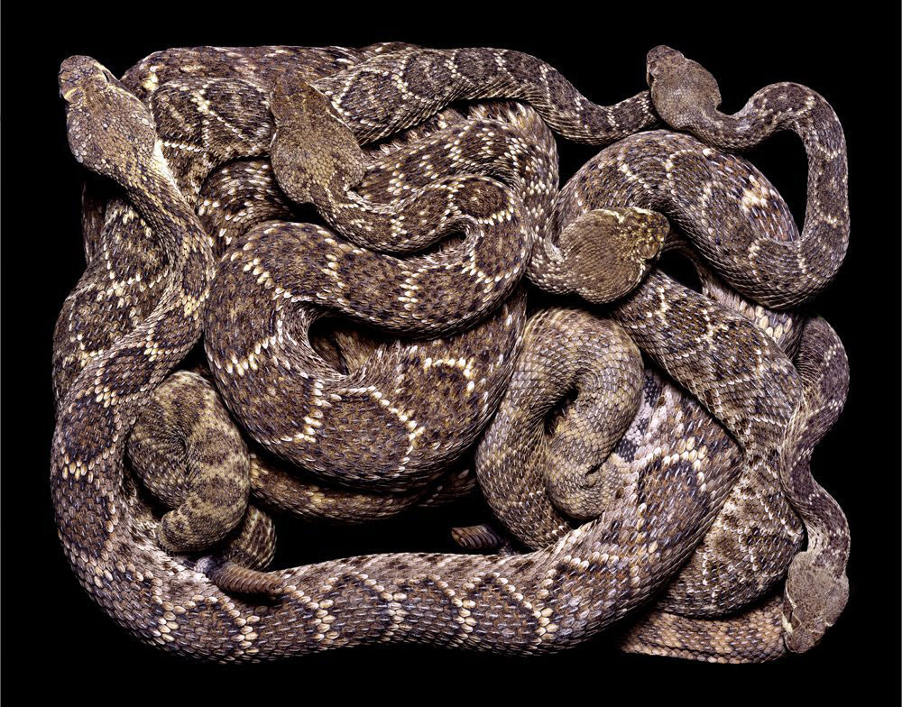 serpent-9