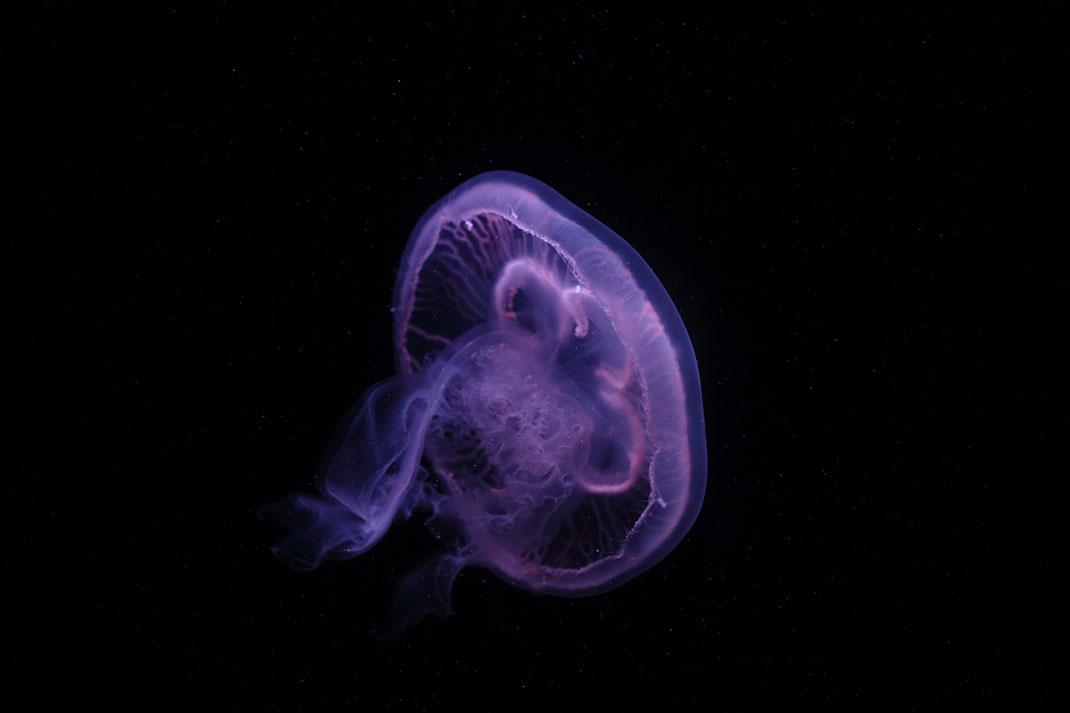 11-meduse
