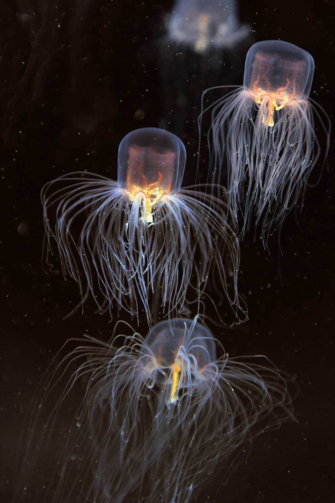 15-meduse-boite